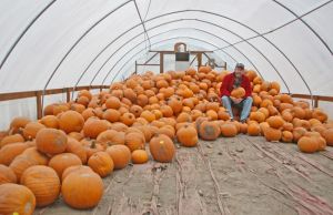 Pumpkin Farmer.jpg